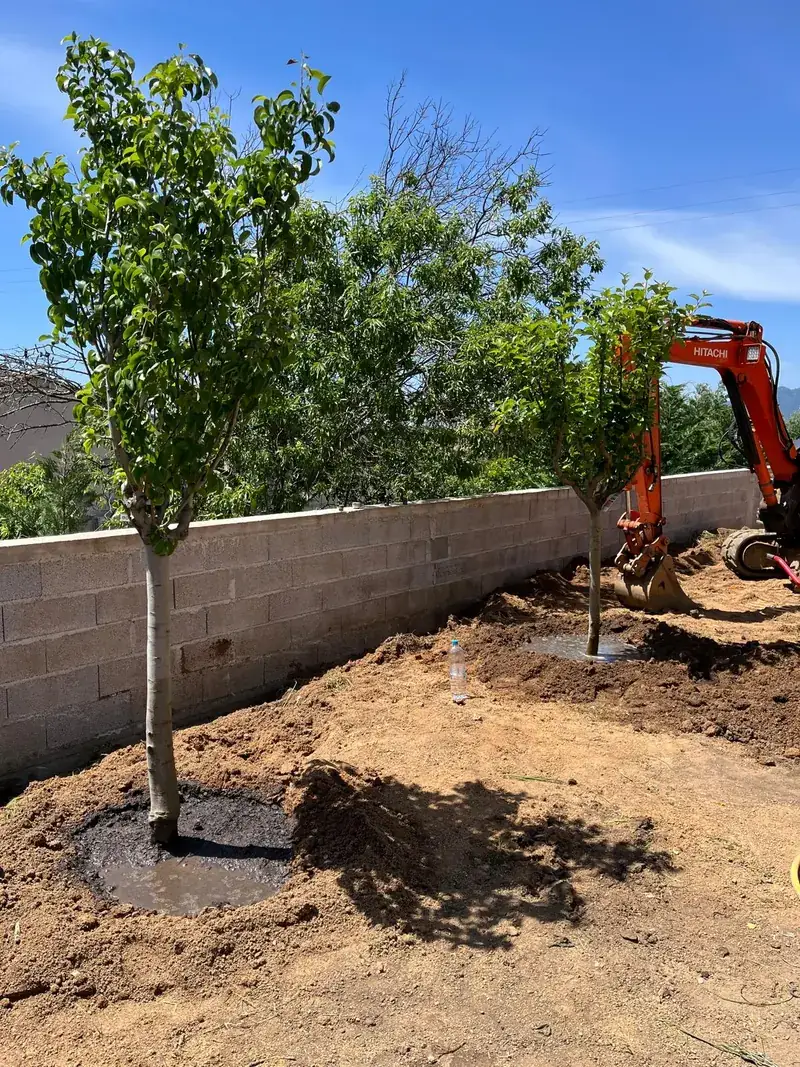 Jeunes arbres plantés dans un terrain préparé à la mini-pelle le long d'un mur